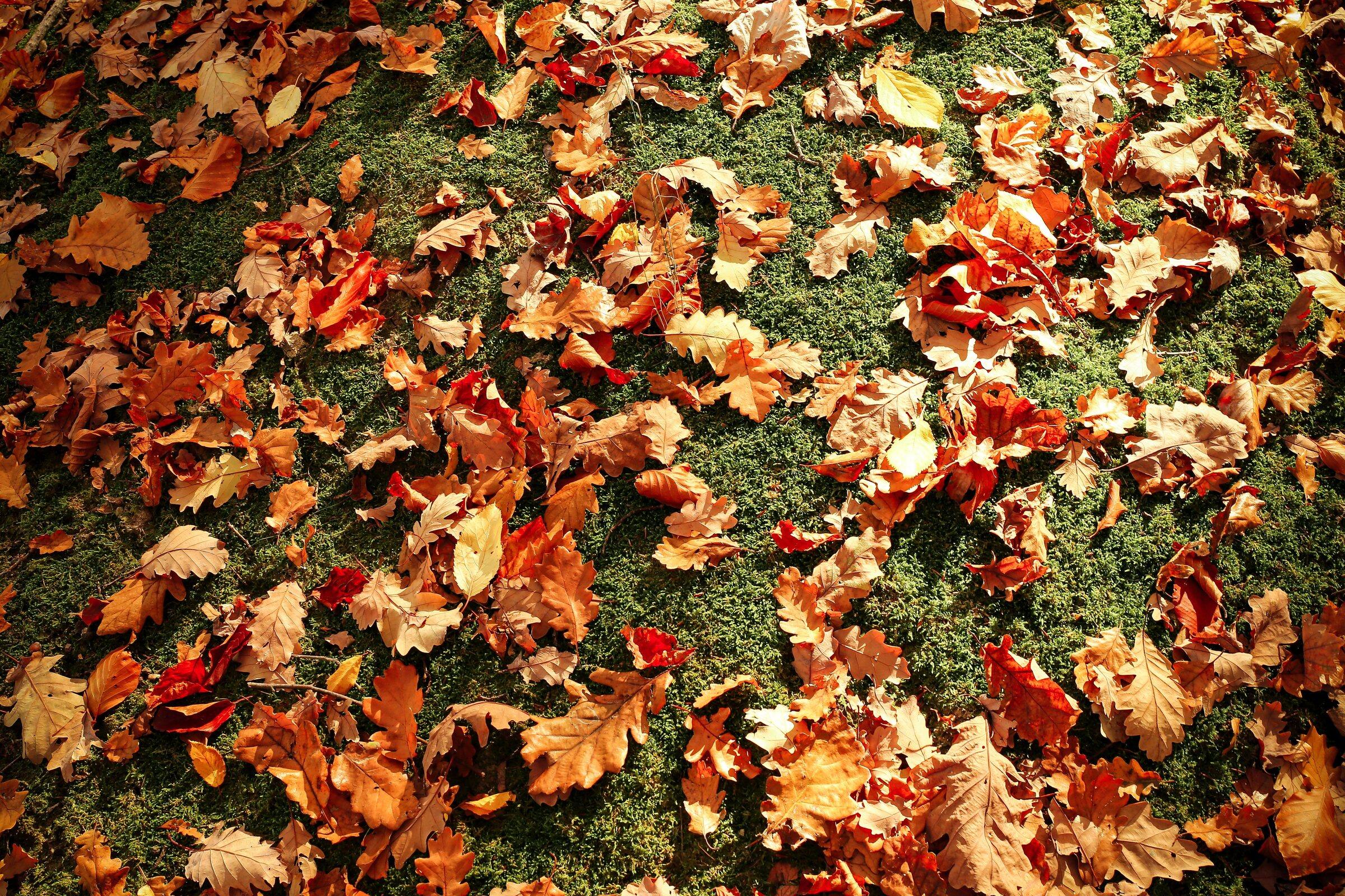 Orange and red oak leaves scattered over green ground in fall