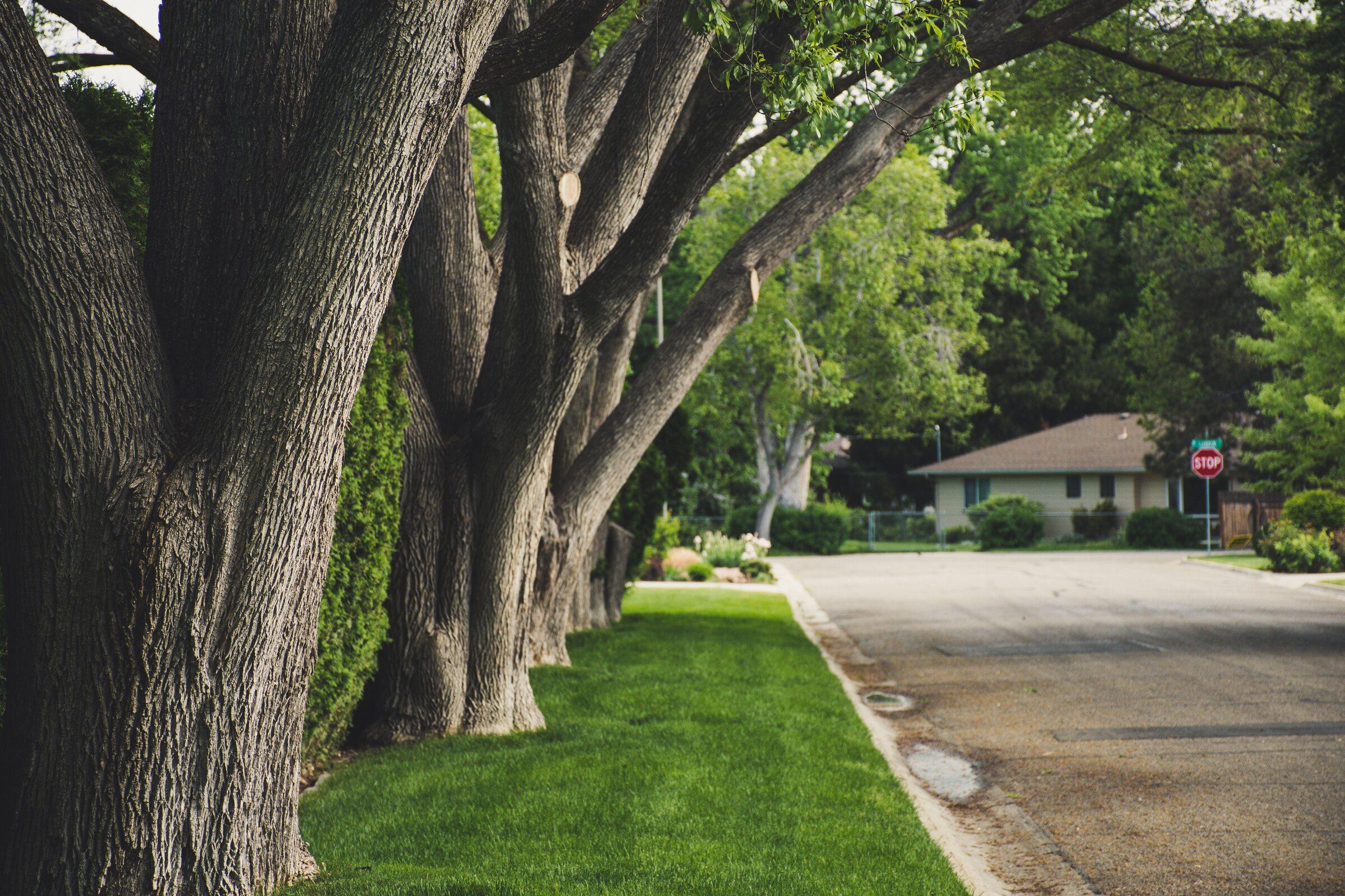 Freshly cut strip of lawn along a tree-lined residential street in summer